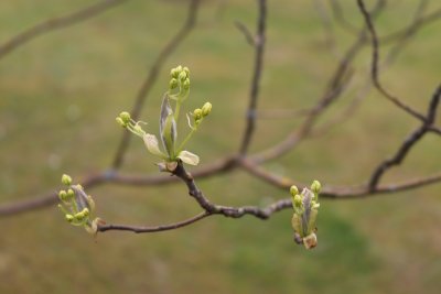 Sassafras albidum - sasafras lékařský - kvetení